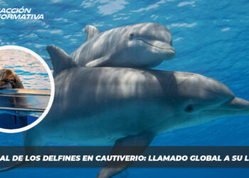 Día Mundial de los Delfines en Cautiverio: Llamado Global a su Liberación