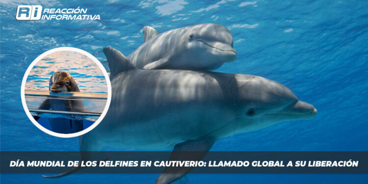 Día Mundial de los Delfines en Cautiverio: Llamado Global a su Liberación
