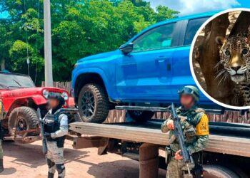 SEDENA rescata jaguar y decomisa seis carros de lujo en Mocorito, Sinaloa
