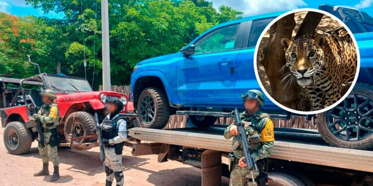 SEDENA rescata jaguar y decomisa seis carros de lujo en Mocorito, Sinaloa