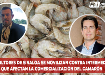 Acuicultores de Sinaloa se movilizan contra intermediarios que afectan la comercialización del camarón