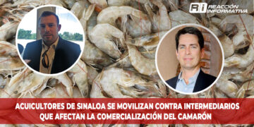 Acuicultores de Sinaloa se movilizan contra intermediarios que afectan la comercialización del camarón