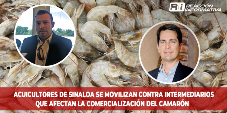 Acuicultores de Sinaloa se movilizan contra intermediarios que afectan la comercialización del camarón