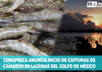 CONAPESCA anuncia inicio de capturas de camarón en lagunas del Golfo de México