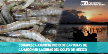 CONAPESCA anuncia inicio de capturas de camarón en lagunas del Golfo de México