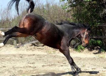 Niño de 3 años murió tras ser pateado por el caballo de su papá en Veracruz