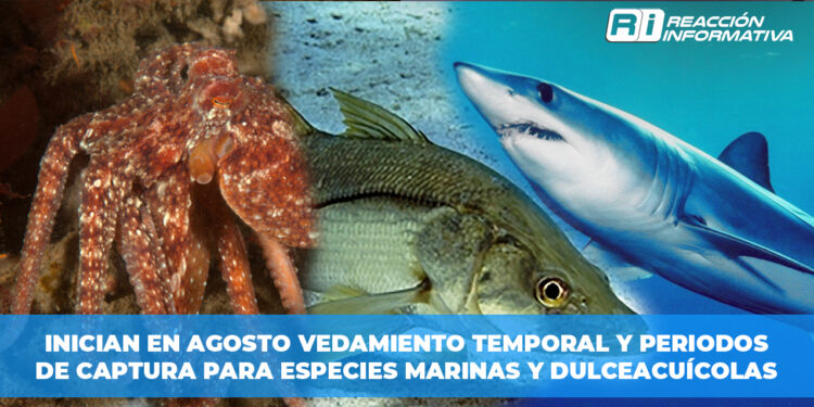 Inician en agosto vedamiento temporal y periodos de captura para especies marinas y dulceacuícolas