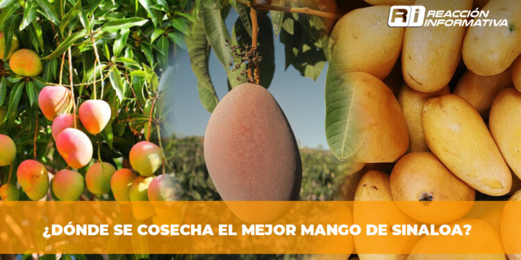 ¿Dónde se cosecha el mejor mango de Sinaloa?