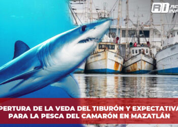 Apertura de la veda del tiburón y expectativas para la pesca del camarón en Mazatlán