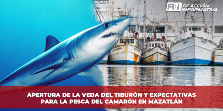 Apertura de la veda del tiburón y expectativas para la pesca del camarón en Mazatlán