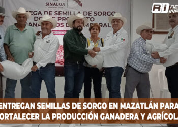 Entregan de semillas de sorgo en Mazatlán para fortalecer la producción ganadera y agrícola