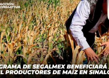 Programa de Segalmex Beneficiará a 25 Mil Productores de Maíz en Sinaloa
