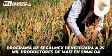 Programa de Segalmex Beneficiará a 25 Mil Productores de Maíz en Sinaloa