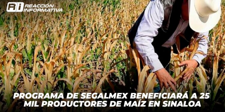 Programa de Segalmex Beneficiará a 25 Mil Productores de Maíz en Sinaloa