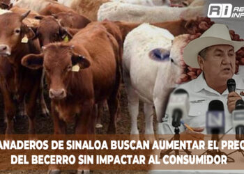 Ganaderos de Sinaloa Buscan Aumentar el Precio del Becerro sin Impactar al Consumidor