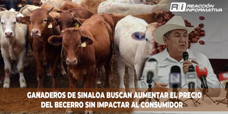 Ganaderos de Sinaloa Buscan Aumentar el Precio del Becerro sin Impactar al Consumidor