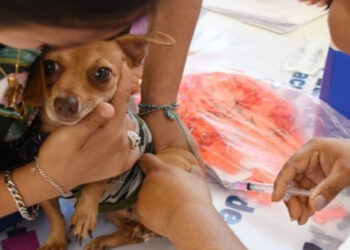 Síntomas de parvovirus y qué hacer si crees que tu perrito la tiene