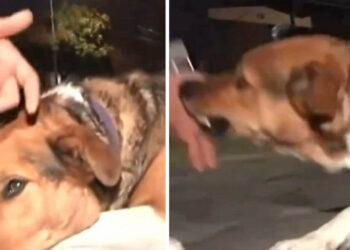 VIDEO: Reportero defiende a perro que es llamado “asesino” y el lomito lo ataca en vivo