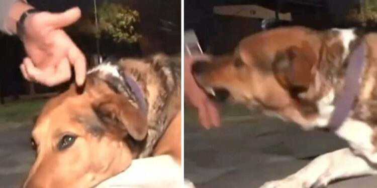 VIDEO: Reportero defiende a perro que es llamado “asesino” y el lomito lo ataca en vivo
