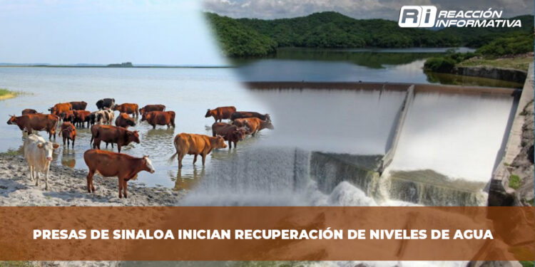Presas de Sinaloa inician recuperación de niveles de agua