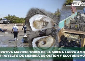 ¿Ecoturismo y siembra de ostiones en La Sirena? Esto es lo que sabemos…