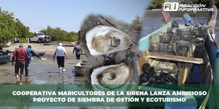 ¿Ecoturismo y siembra de ostiones en La Sirena? Esto es lo que sabemos…