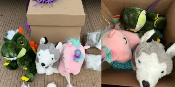 Son decomisados peluches con cocaína y metanfetamina en paquetería de Culiacán