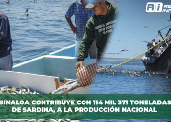 Sinaloa contribuye con 114 mil 371 toneladas de Sardina, a la producción nacional
