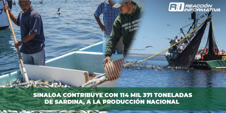 Sinaloa contribuye con 114 mil 371 toneladas de Sardina, a la producción nacional