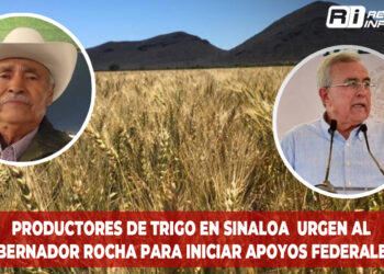Productores de trigo en Sinaloa urgen al gobernador Rocha para iniciar apoyos federales