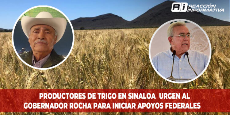 Productores de trigo en Sinaloa urgen al gobernador Rocha para iniciar apoyos federales