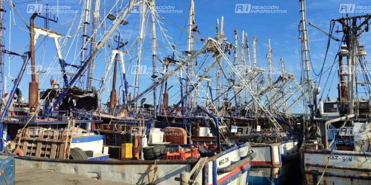 Levantamiento de la veda del camarón en el Pacífico se podría posponer hasta octubre