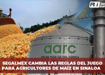 SEGALMEX cambia las reglas del juego para agricultores de maíz en Sinaloa