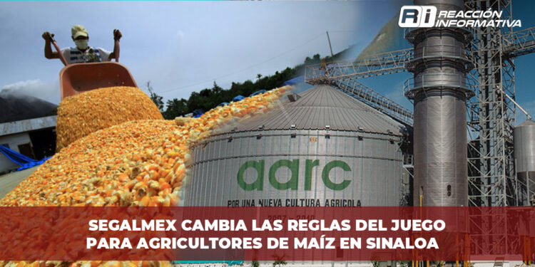 SEGALMEX cambia las reglas del juego para agricultores de maíz en Sinaloa
