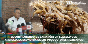 El Contrabando de Camarón: Un Flagelo que Amenaza la Economía de los Productores Mexicanos