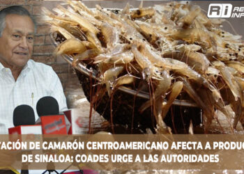 Importación de camarón centroamericano afecta a productores de Sinaloa: COADES urge a las autoridades
