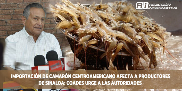Importación de camarón centroamericano afecta a productores de Sinaloa: COADES urge a las autoridades
