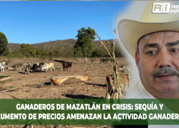 Ganaderos de Mazatlán en crisis: sequía y aumento de precios amenazan la actividad ganadera