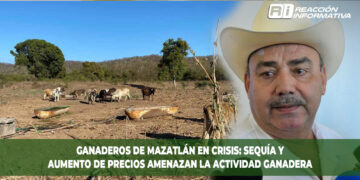 Ganaderos de Mazatlán en crisis: sequía y aumento de precios amenazan la actividad ganadera