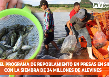 Inicia el programa de repoblamiento de embalses y presas en Sinaloa con la siembra de 24 Millones de Alevines