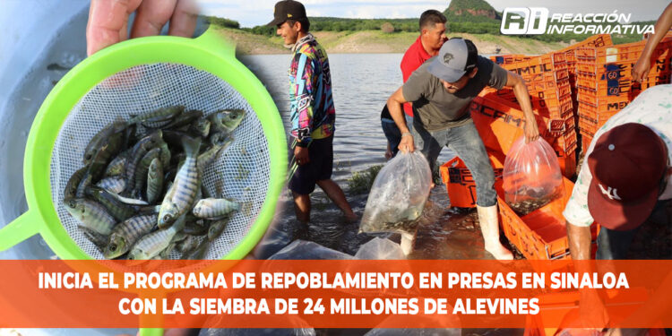 Inicia el programa de repoblamiento de embalses y presas en Sinaloa con la siembra de 24 Millones de Alevines