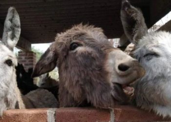 El santuario Burrolandia celebra 18 años de rescatar al burro mexicano para evitar su extinción
