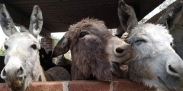 El santuario Burrolandia celebra 18 años de rescatar al burro mexicano para evitar su extinción