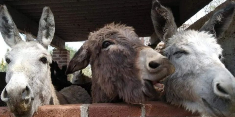 El santuario Burrolandia celebra 18 años de rescatar al burro mexicano para evitar su extinción