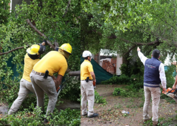 Lluvia deja árboles, postes y espectaculares caídos en Culiacán