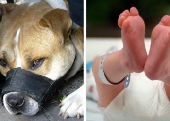 Dos perros pitbull matan a bebé dentro de una vivienda