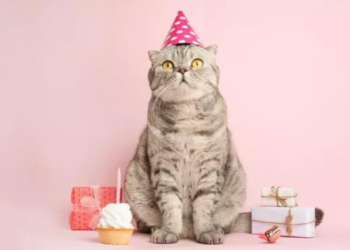 Día Internacional del Gato: ¿Por Qué se Celebra Hoy 8 de Agosto?