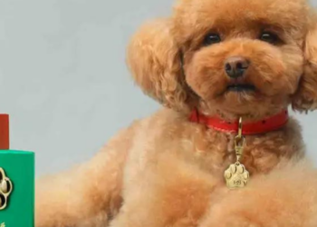 ¿Lo comprarías? Dolce&Gabbana lanza un perfume para perritos a más de 100 dólares