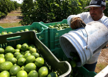 AMLO reconoce que hay extorsión del crimen organizado a limoneros de Michoacán