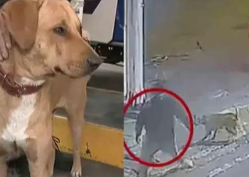 Valiente perrito defiende a empleada de una gasolinera de un asalto; ahora es jefe de seguridad